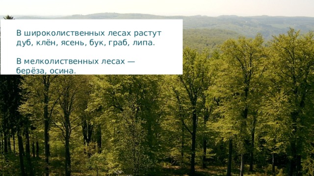 В широколиственных лесах растут дуб, клён, ясень, бук, граб, липа. В мелколиственных лесах — берёза, осина. 