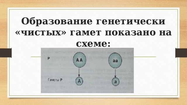 Образование генетически «чистых» гамет показано на схеме:     