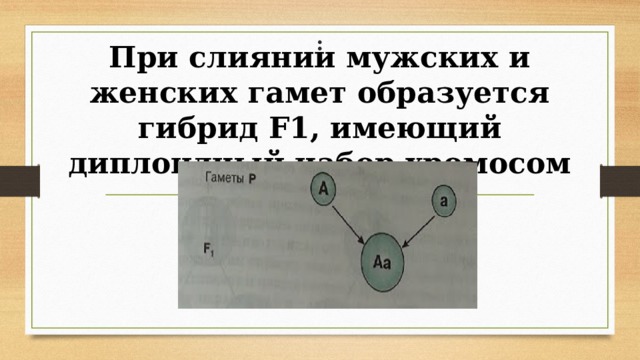 : При слиянии мужских и женских гамет образуется гибрид F1, имеющий диплоидный набор хромосом 