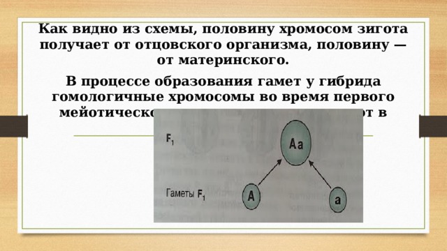 Как видно из схемы, половину хромосом зигота получает от отцовского организма, половину — от материнского. В процессе образования гамет у гибрида гомологичные хромосомы во время первого мейотического деления также попадают в разные клетки:  