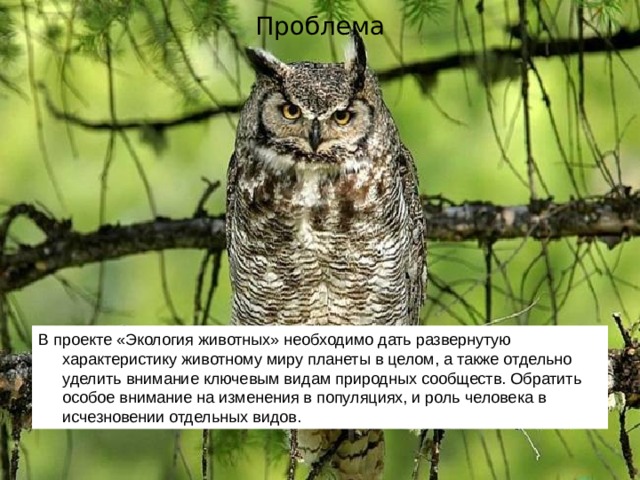 Проблема В проекте «Экология животных» необходимо дать развернутую характеристику животному миру планеты в целом, а также отдельно уделить внимание ключевым видам природных сообществ. Обратить особое внимание на изменения в популяциях, и роль человека в исчезновении отдельных видов.