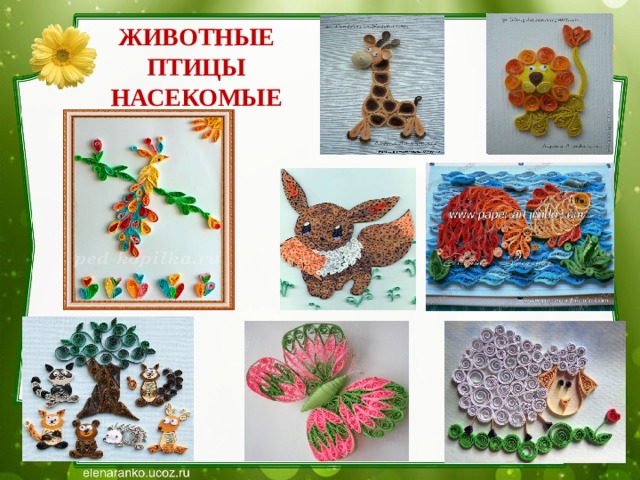 ЖИВОТНЫЕ  ПТИЦЫ  НАСЕКОМЫЕ 