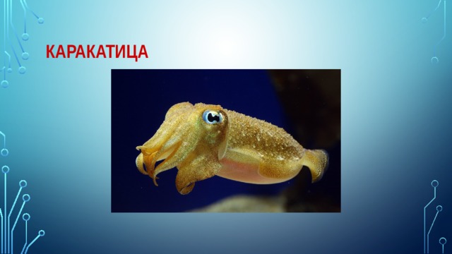 Каракатица 