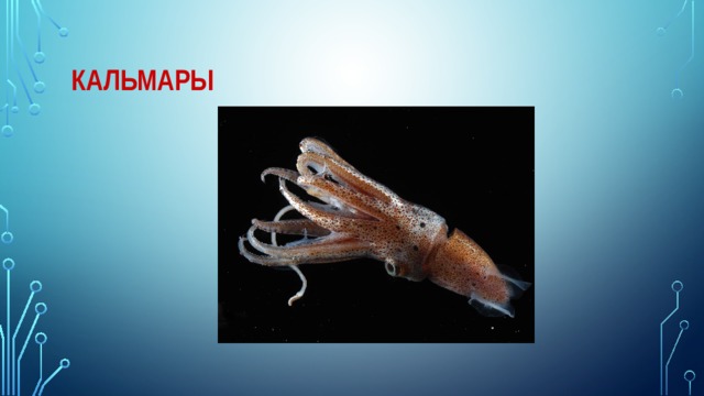 Кальмары 