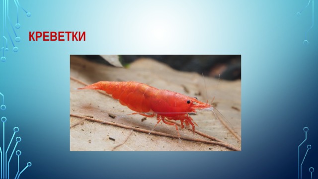 Креветки 