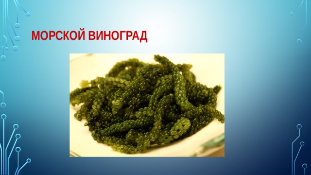 Морской виноград 