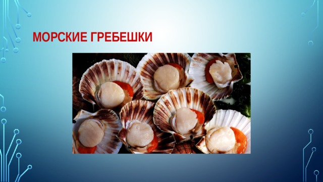 Морские гребешки 