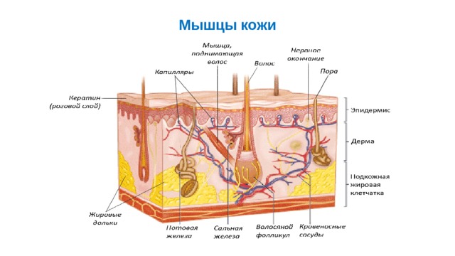 Мышцы кожи Мышцы кожи располагаются в дерме и подкожной жировой основе. Это гладкие и поперечно-полосатые мышцы. Пучки гладких мышц связаны с фолликулами волос, а также имеются в коже волосатой части головы, на лбу, щеках, тыле кистей и стоп, в коже мошонки, крайней плоти, вокруг сосков молочных желез, заднего прохода и подмышечных ямках. Поперечно- полосатые мышцы кожи располагаются на лице, обеспечивая его мимику  