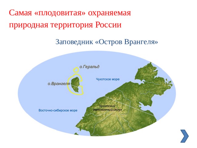Самая «плодовитая» охраняемая природная территория России Заповедник «Остров Врангеля» 