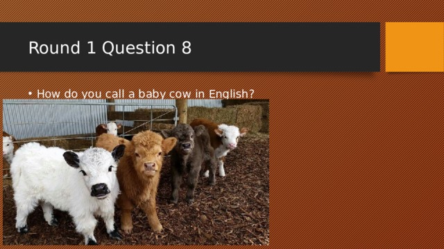 Round 1 Question 8 How do you call a baby cow in English? 