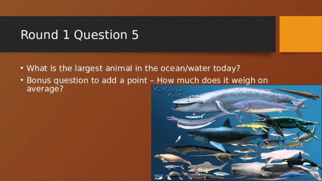 Round 1 Question 5 What is the largest animal in the ocean/water today? Bonus question to add a point – How much does it weigh on average? 