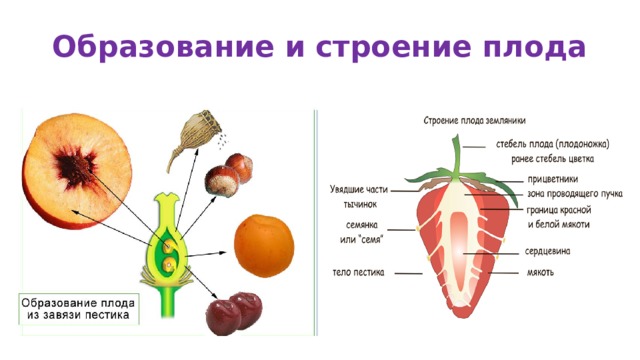 Образование и строение плода  