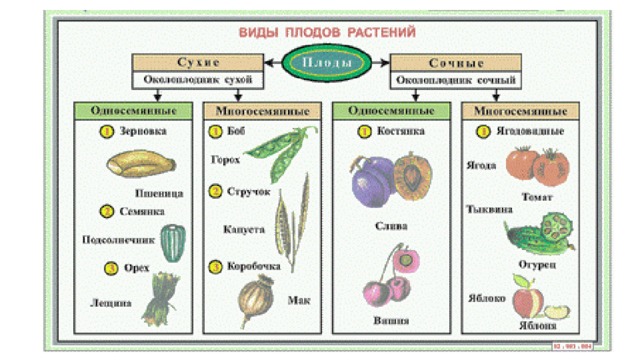 Способы развития, строение плодов настолько разнообразны, что среди ученых до сих пор нет единого мнения по их классификации. В наиболее старом способе классификации исходят из консистенции околоплодника: он может быть сочным или сухим, и плоды делят на: 1. сочные: а) многосемянные (яблоко, гранатина, ягода и др.) б) односемянные (костянка) 2. сухие: а) вскрывающиеся (коробочка, стручок, боб и др.) б) невскрывающиеся (орешек, орех, зерновка, семянка и др.) Более современный способ классификации плодов строится на принципе эволюции и характеризует плоды по способу развития так называемых плодиков, из которых состоит плод. Таким образом, плоды делят на свободноплодиковые (апокарпные) плоды, состоящие из несросшихся между собой плодиков, и сростноплодиковые (ценокарпные) плоды, у которых плодики, соответственно, срастаются  