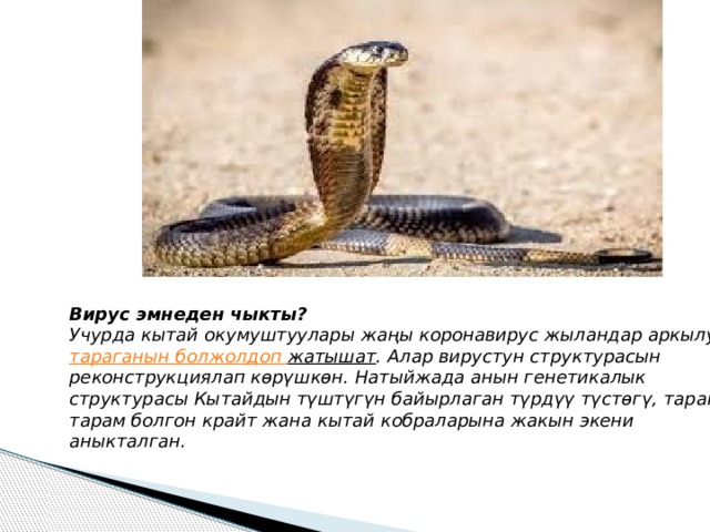   Вирус эмнеден чыкты? Учурда кытай окумуштуулары жаңы коронавирус жыландар аркылуу  тараганын  болжолдоп  жатышат . Алар вирустун структурасын реконструкциялап көрүшкөн. Натыйжада анын генетикалык структурасы Кытайдын түштүгүн байырлаган түрдүү түстөгү, тарам-тарам болгон крайт жана кытай кобраларына жакын экени аныкталган. 