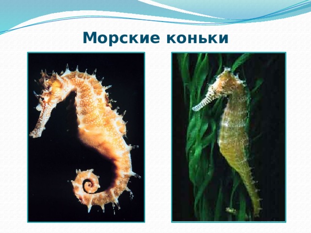 Морские коньки 