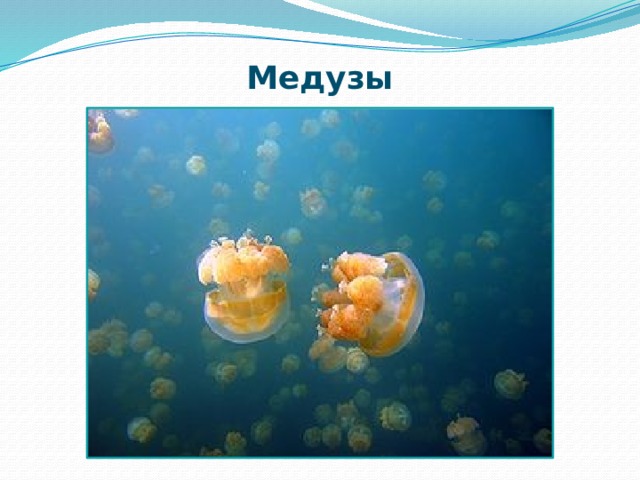 Медузы 