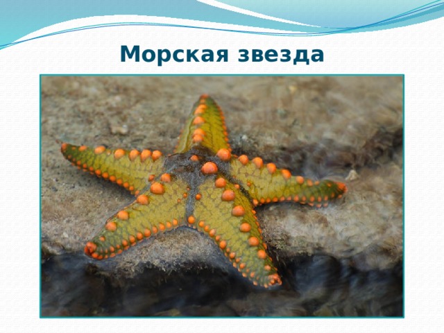 Морская звезда 
