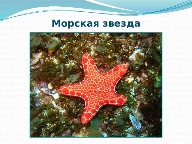Морская звезда 