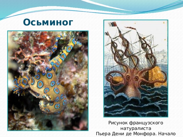 Осьминог Рисунок французского натуралиста  Пьера Дени де Монфора. Начало XIX в. 