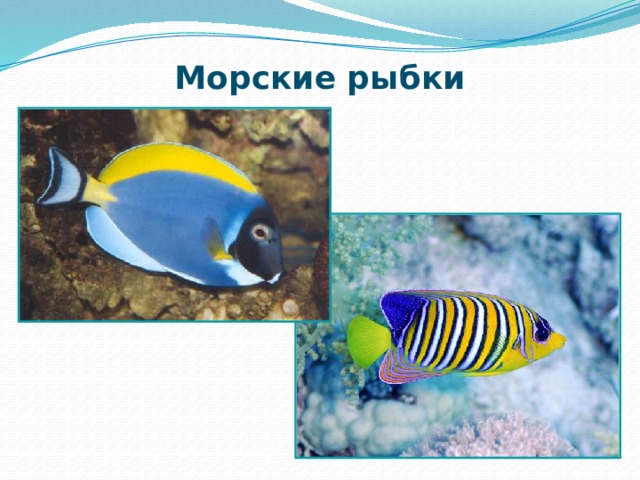 Морские рыбки 