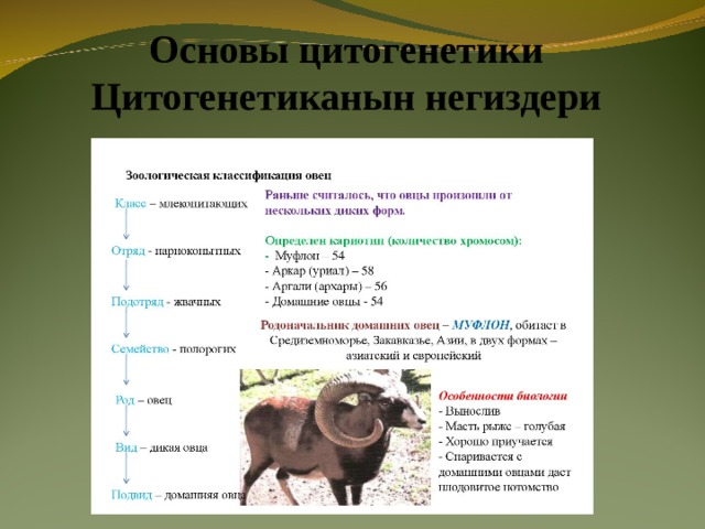 Основы цитогенетики Цитогенетиканын негиздери 