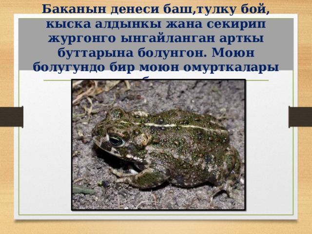 Баканын денеси баш,тулку бой, кыска алдынкы жана секирип жургонго ынгайланган арткы буттарына болунгон. Моюн болугундо бир моюн омурткалары бар. 