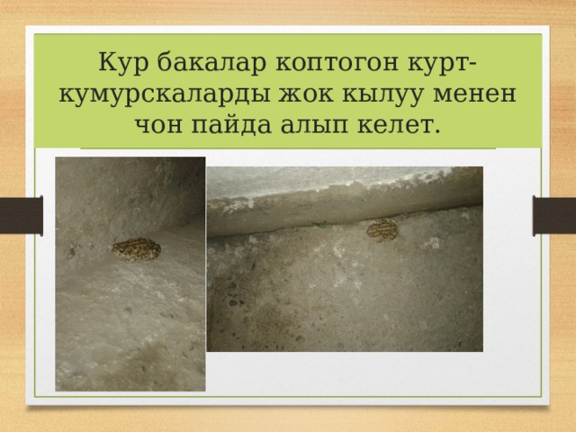 Кур бакалар коптогон курт-кумурскаларды жок кылуу менен чон пайда алып келет. 