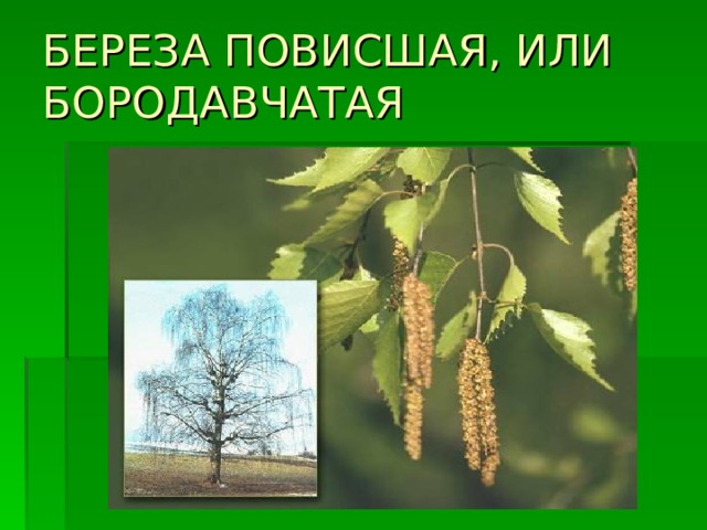 БЕРЕЗА ПОВИСШАЯ, ИЛИ БОРОДАВЧАТАЯ 
