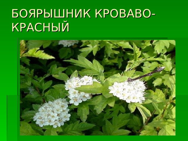 БОЯРЫШНИК КРОВАВО-КРАСНЫЙ 