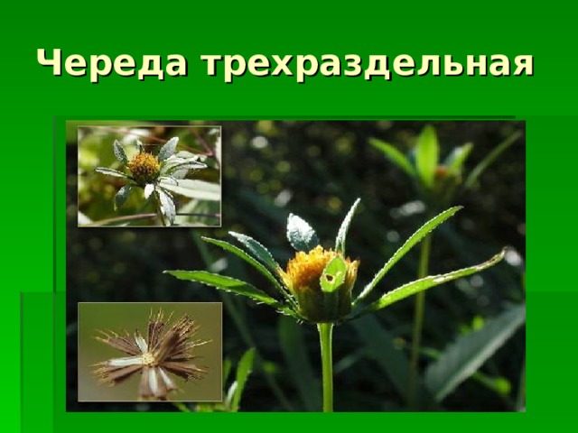 Череда трехраздельная 