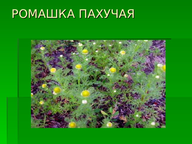 РОМАШКА ПАХУЧАЯ   