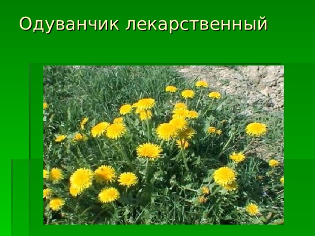 Одуванчик лекарственный   