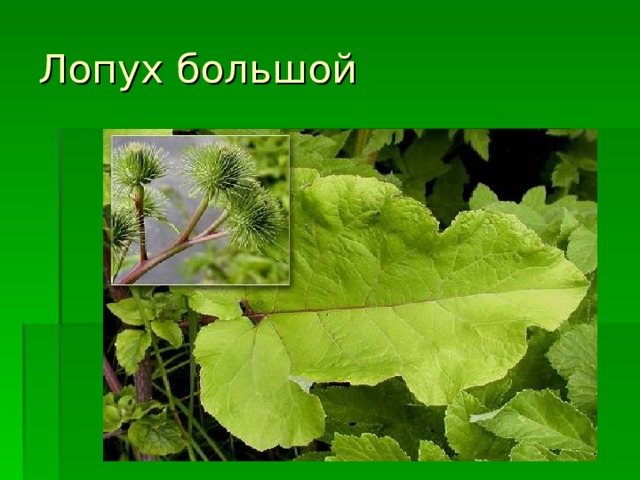 Лопух большой 