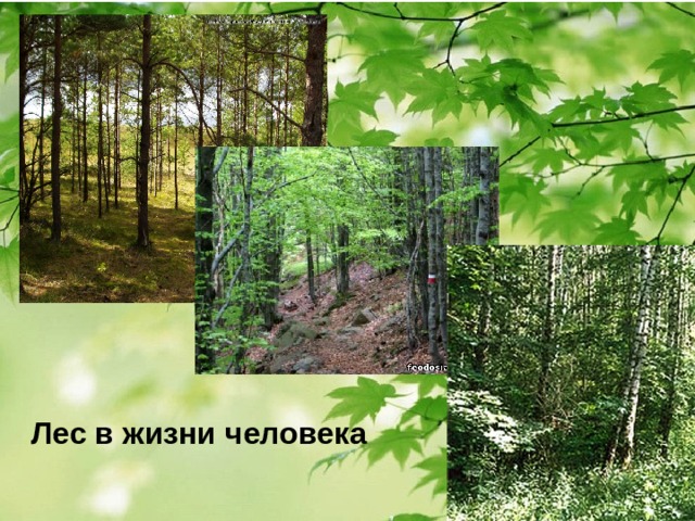  Лес в жизни человека 