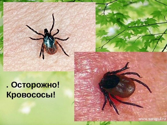  . Осторожно! Кровососы! 