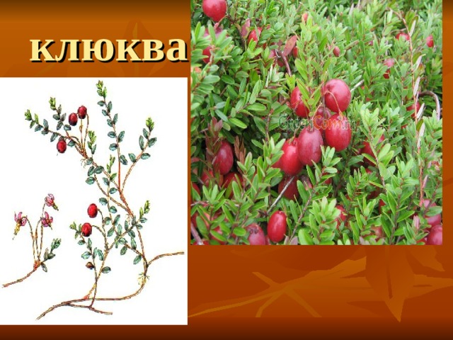 клюква 