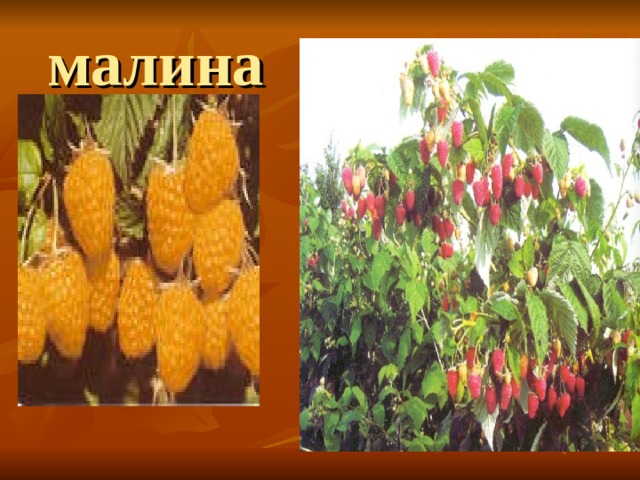 малина 