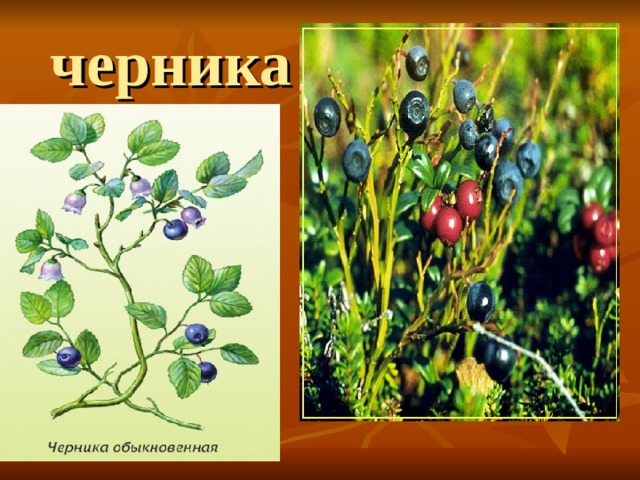 черника 