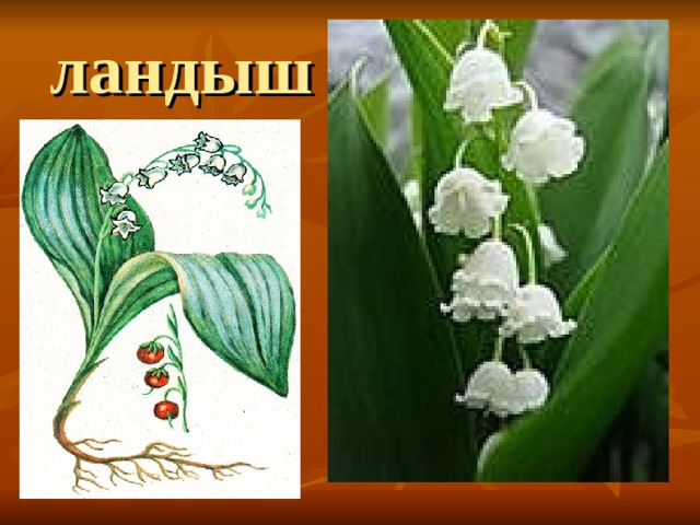 ландыш 