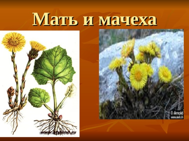 Мать и мачеха 