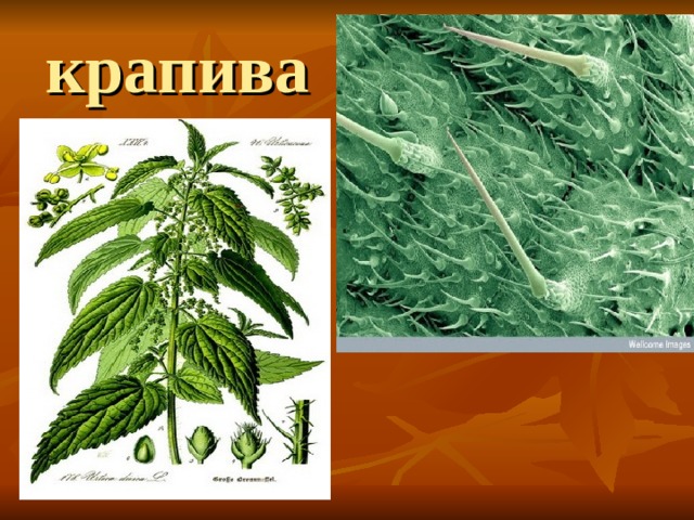 крапива 