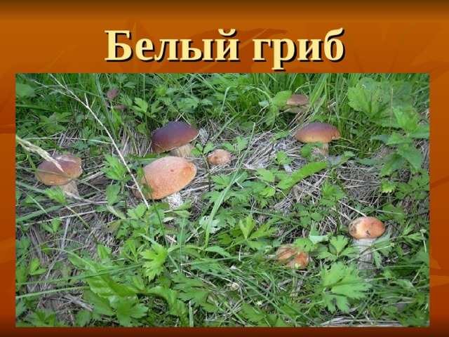 Белый гриб 