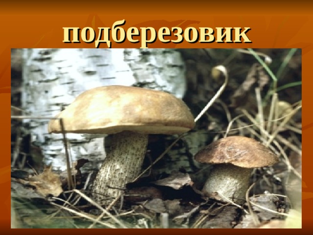 подберезовик 