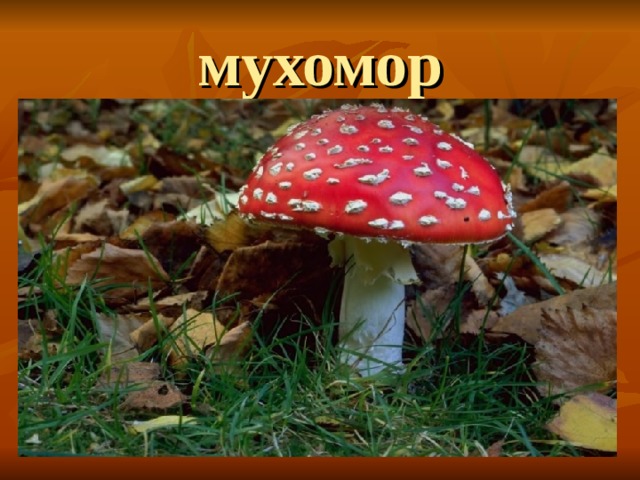 мухомор 