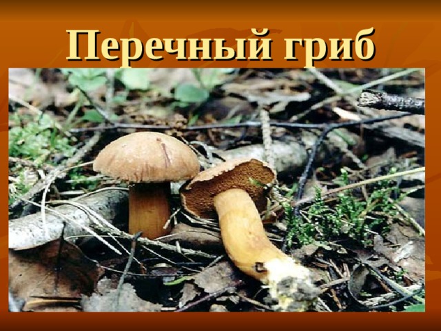 Перечный гриб 