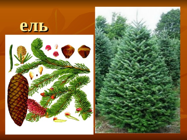 ель 