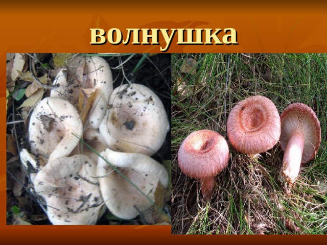 волнушка 