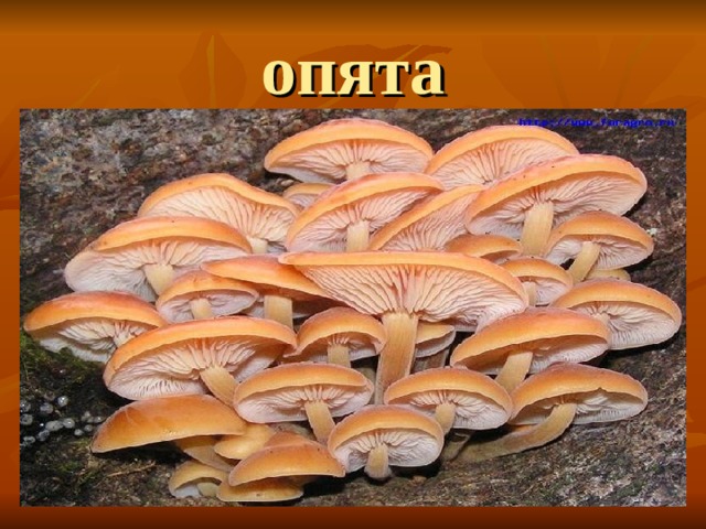опята 