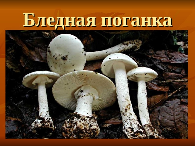Бледная поганка 