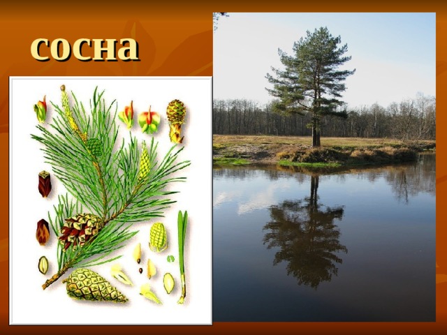 сосна 